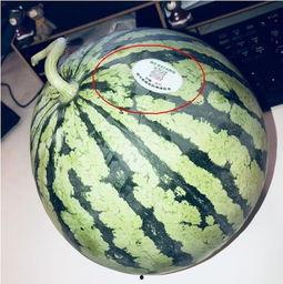 沛县网红吃瓜,一场视觉与味蕾的双重盛宴  第1张